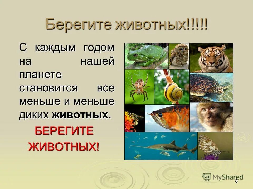 Животных надо беречь. Люди берегите животных. Проект охрана животных. Проект защита животных. Проект берегите животных 3 класс окружающий мир.