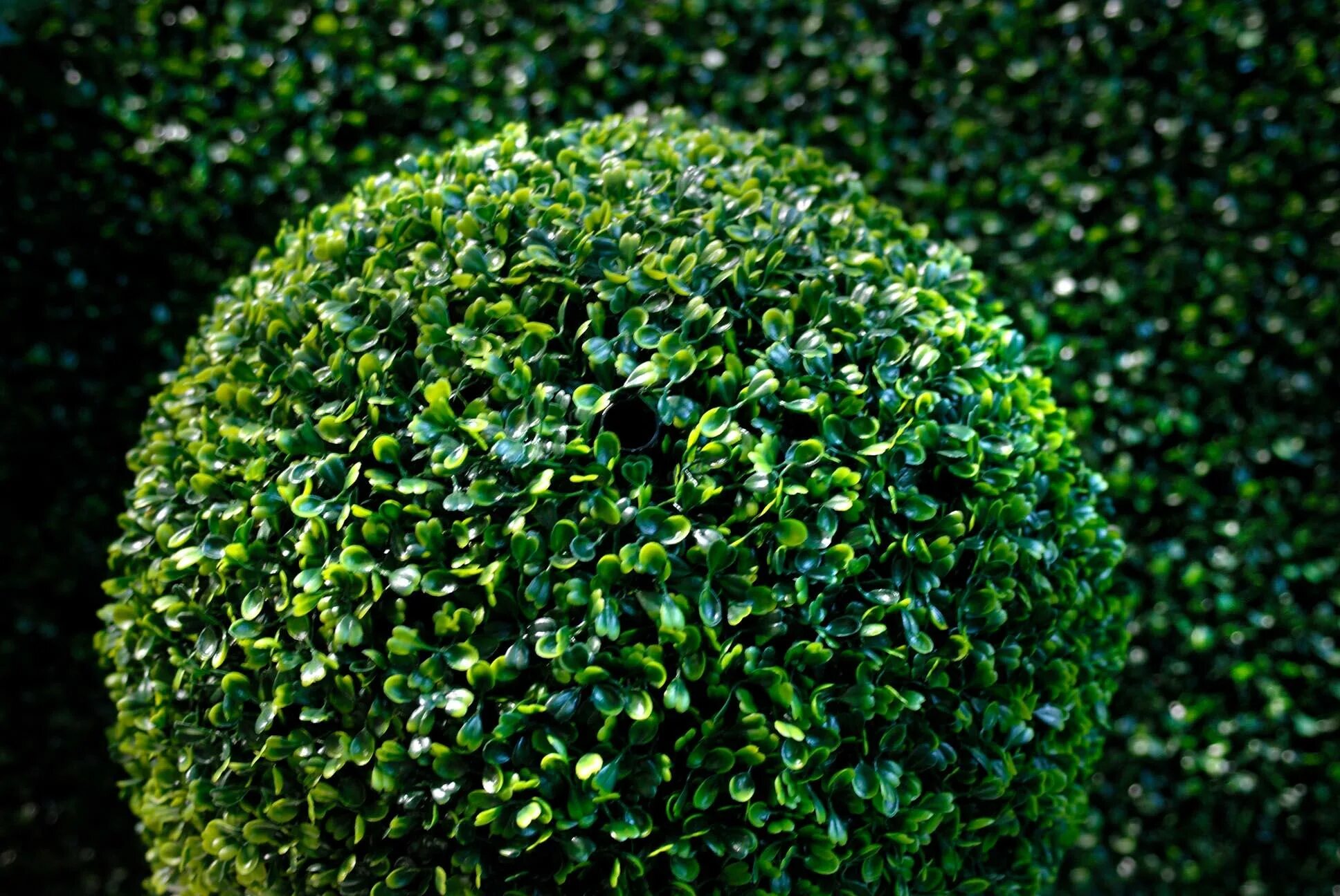 Самшит Буксус. Вечнозеленый кустарник самшит. Самшит вечнозелёный. Самшит вечнозеленый Buxus sempervirens. Фото вечнозеленых растений