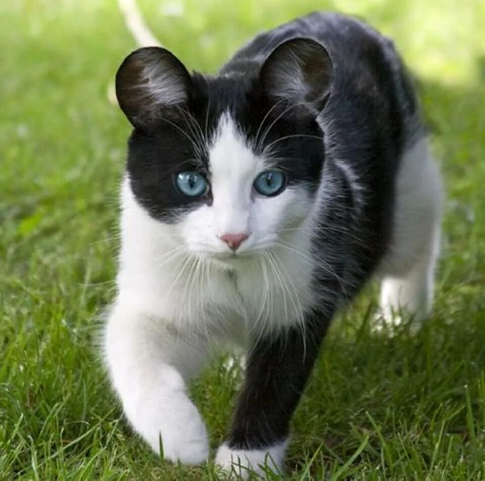 Манчкин кинкалоу. Кошка похожая на сфинкса. Порода кинкалоу. Кот похож на мышь. Кот похож на мышь.