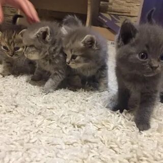 Авито старый оскол котята
