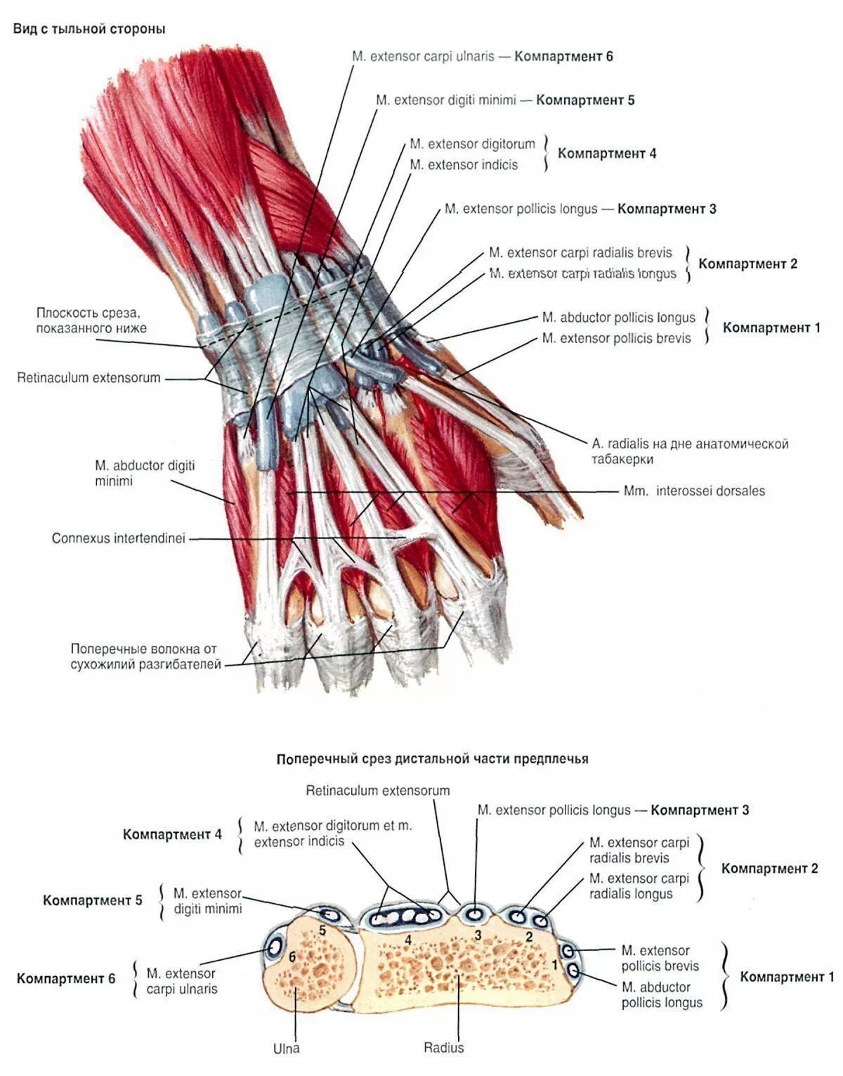 Связки на руке. Разгибатели пальцев кисти анатомия. Сухожилия лучезапястного сустава анатомия. Сухожилия разгибателей кисти анатомия. Топографическая анатомия ладонной области кисти.