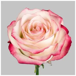 Rose fast