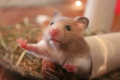 Почему не пришел hamster