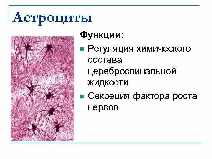 Функции астроцитов. Протоплазматические астроциты функции. Астроциты функции гистология. Нервная ткань астроциты. Плазматические астроциты.