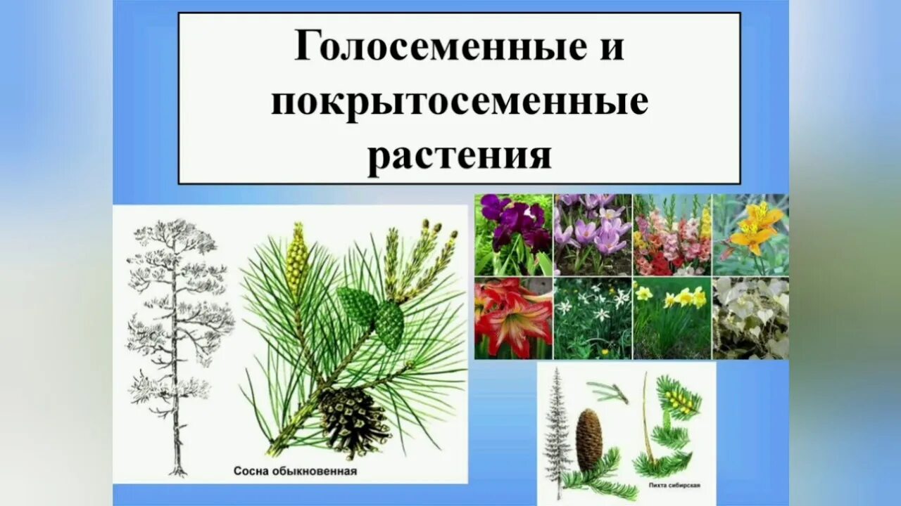 Семенные растения ткани. Цветковые семенные. Споровые и семенные растения. Отдел Покрытосеменные цветковые таблица. Покрытосеменные это споровые растения.