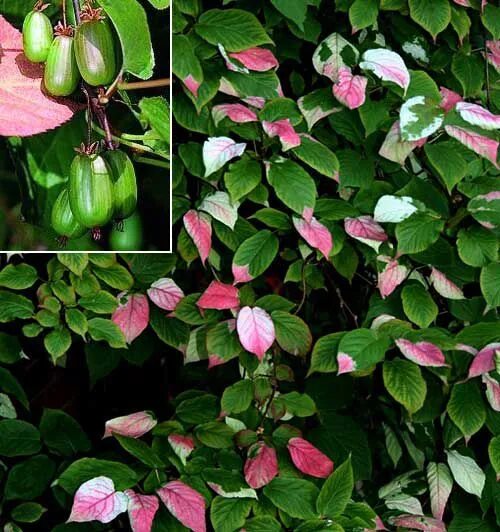 Актинидия сорт доктор шимановский. Актинидия сорт доктор шимановский. Актинидия коломикта. Актинидия доктор шимановский. Актинидия доктор шимановс.