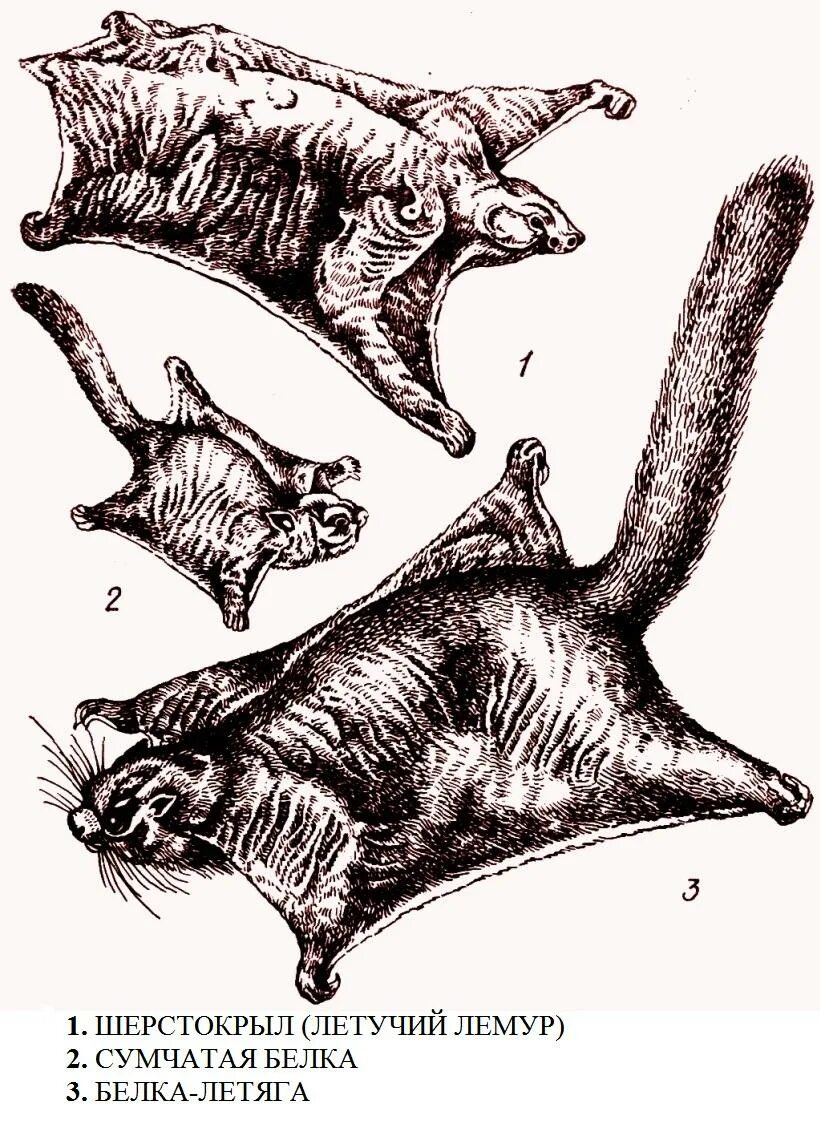 эволюционные процессы конвергенция и дивергенция. схема конвергенции и дивергенции в цнс. конвергенция сетей. конвергенция 1. касатка и дельфин конвергенция.