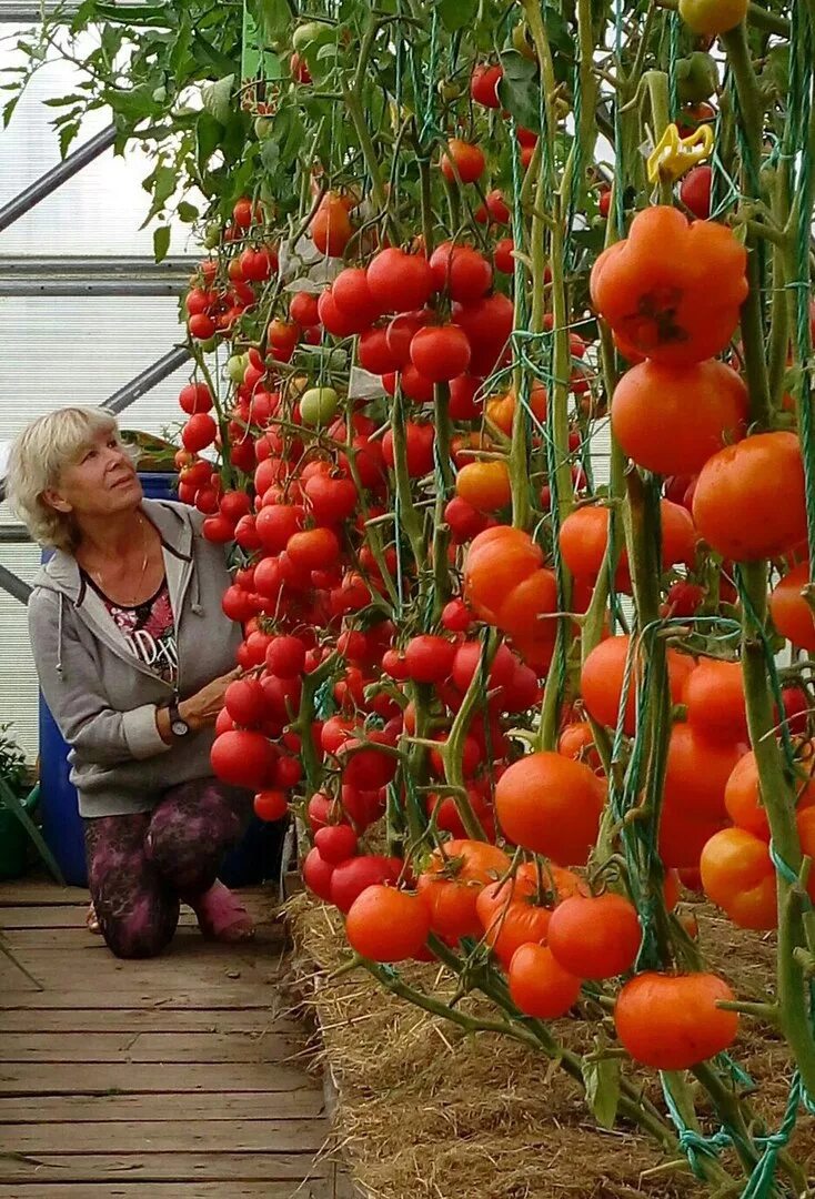 За сколько вырастают помидоры. Тепличные томаты Гама ф1.