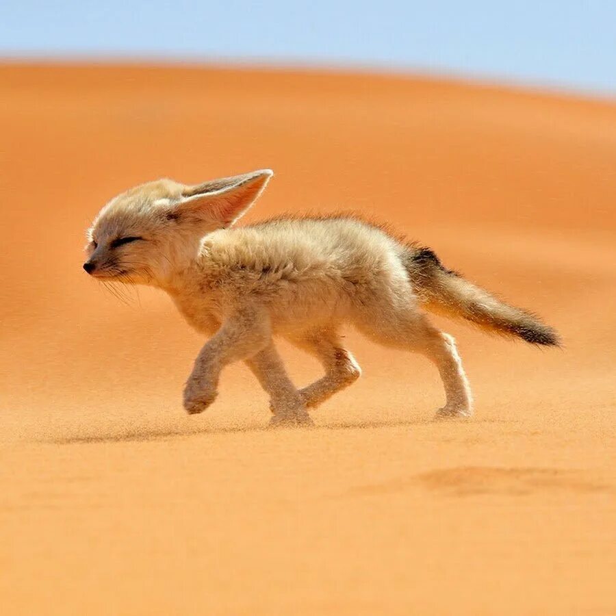 Лиса ящерица. Фенек Соммер. Мавритания фенек. Фенеки пустынные лисички. Лиса фенек.