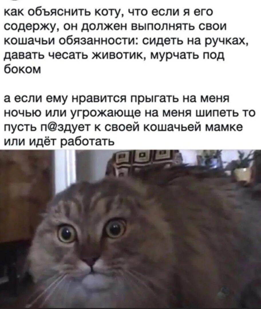 Не верь коту он ел. Как объяснить коту что он кот. как объяснить коту что он не кот. кот объясняет. как объяснить коту что он живет у меня.