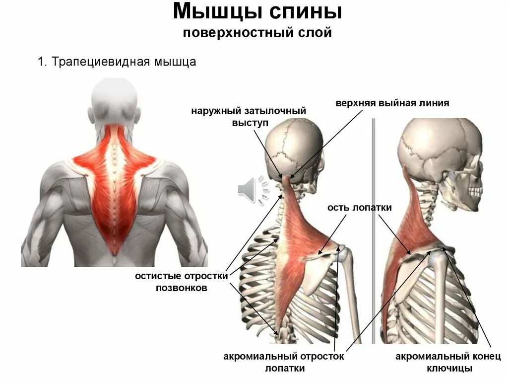 Трапециевидная функция. Трапециевидная мышца (m. Trapezius). Трапециевидная мышца вид спереди. Широчайшие трапециевидные и ромбовидные мышцы спины.