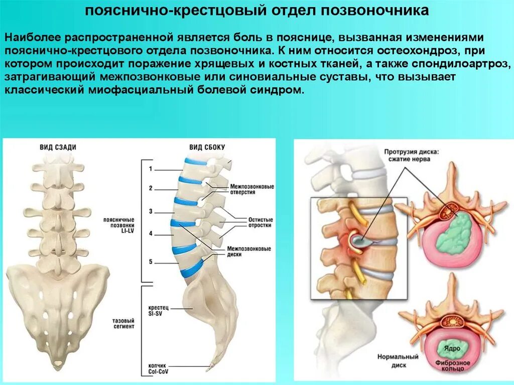 Позвонок с3 с4 крестца. Строение поясничного отдела позвоночника. Пояснично-крестцовый отдел позвоночника строение. Крестец позвоночника строение поясничного отдела позвоночника. Органы крестцового отдела