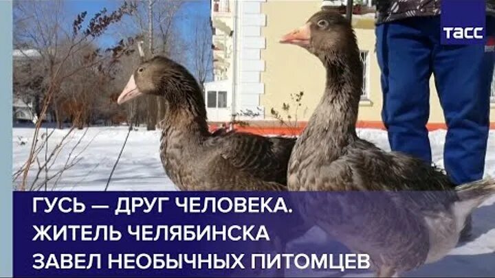Гусь и человек друзья. Друг гуся. Белый гусь белый серый гусь. Гусь идет. Марш гусей.