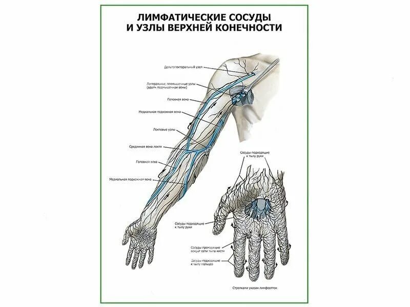 Лимфоузлы кисти