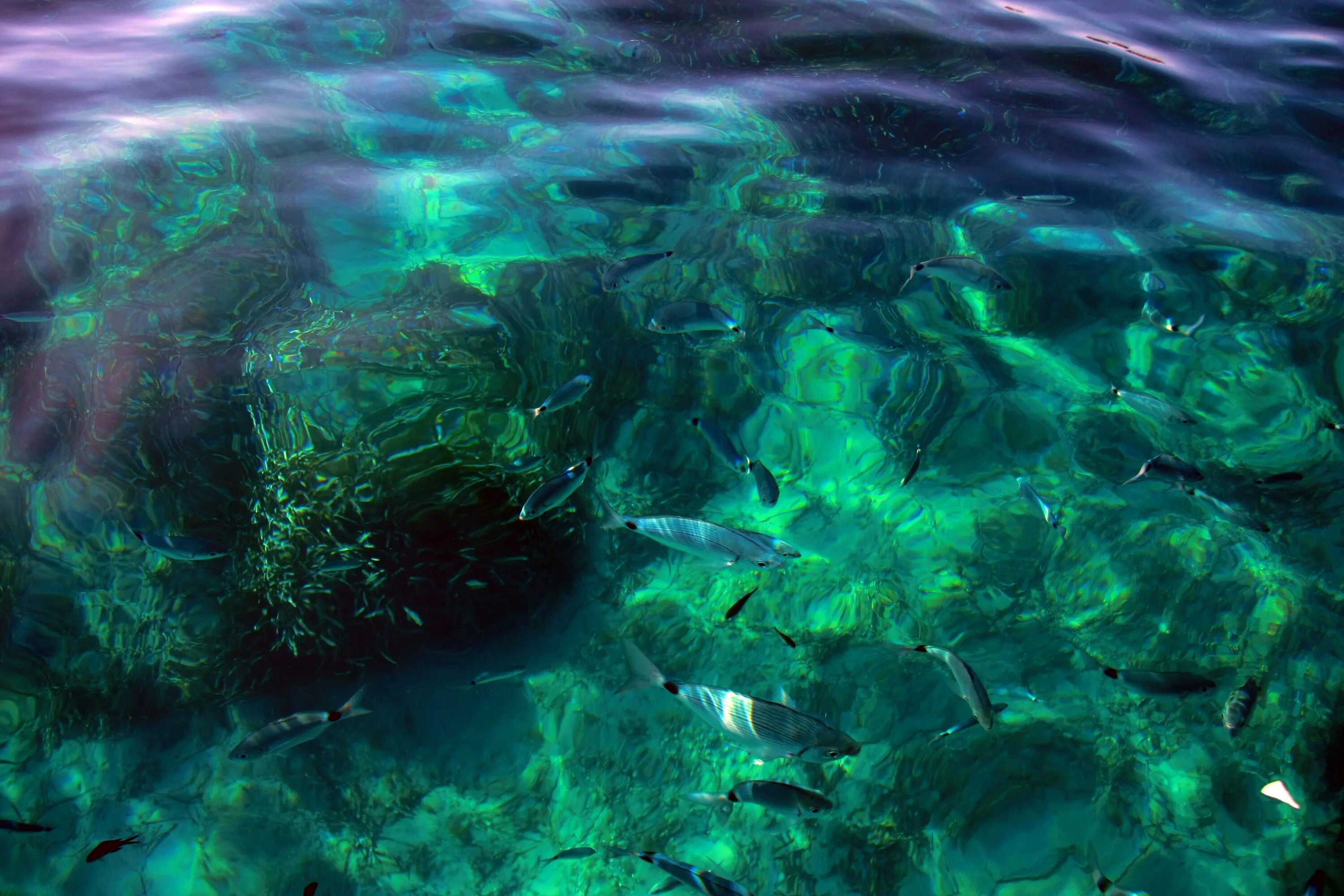 Водоросли и свет. Море изумрудного цвета. Изумрудная вода. Изумрудный цвет в природе. Океан изумрудного цвета.