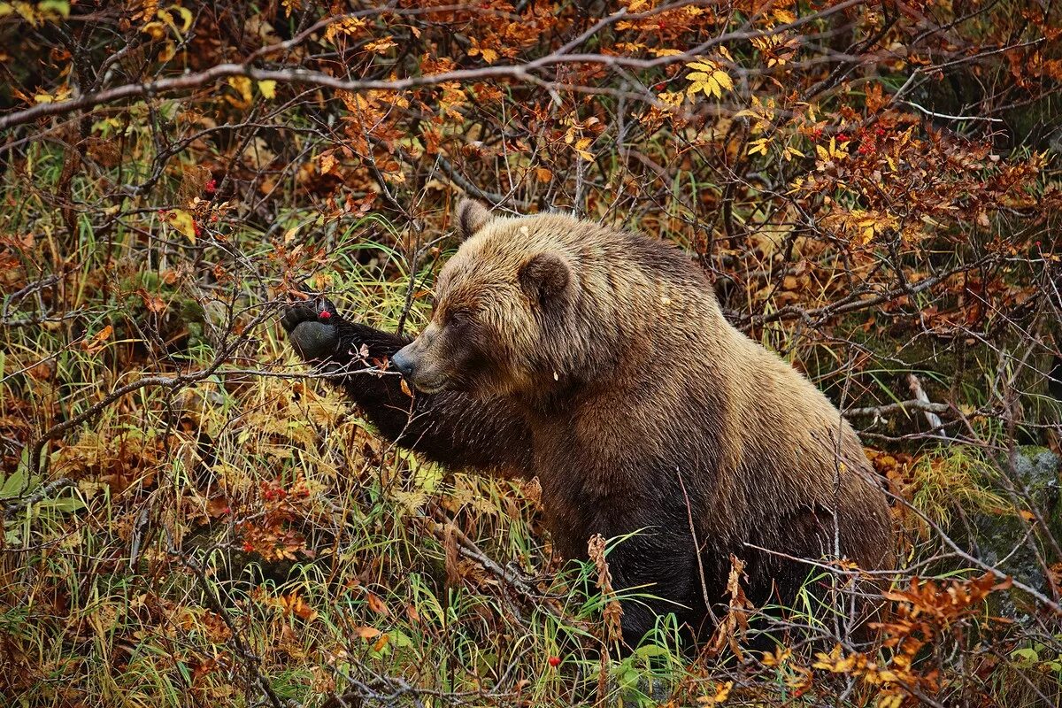 Уссурийский бурый медведь. Бурый медведь Кольский полуостров. Бурый медведь Уссурийская Тайга. Камчатский бурый медведь. Медвежья шерсть