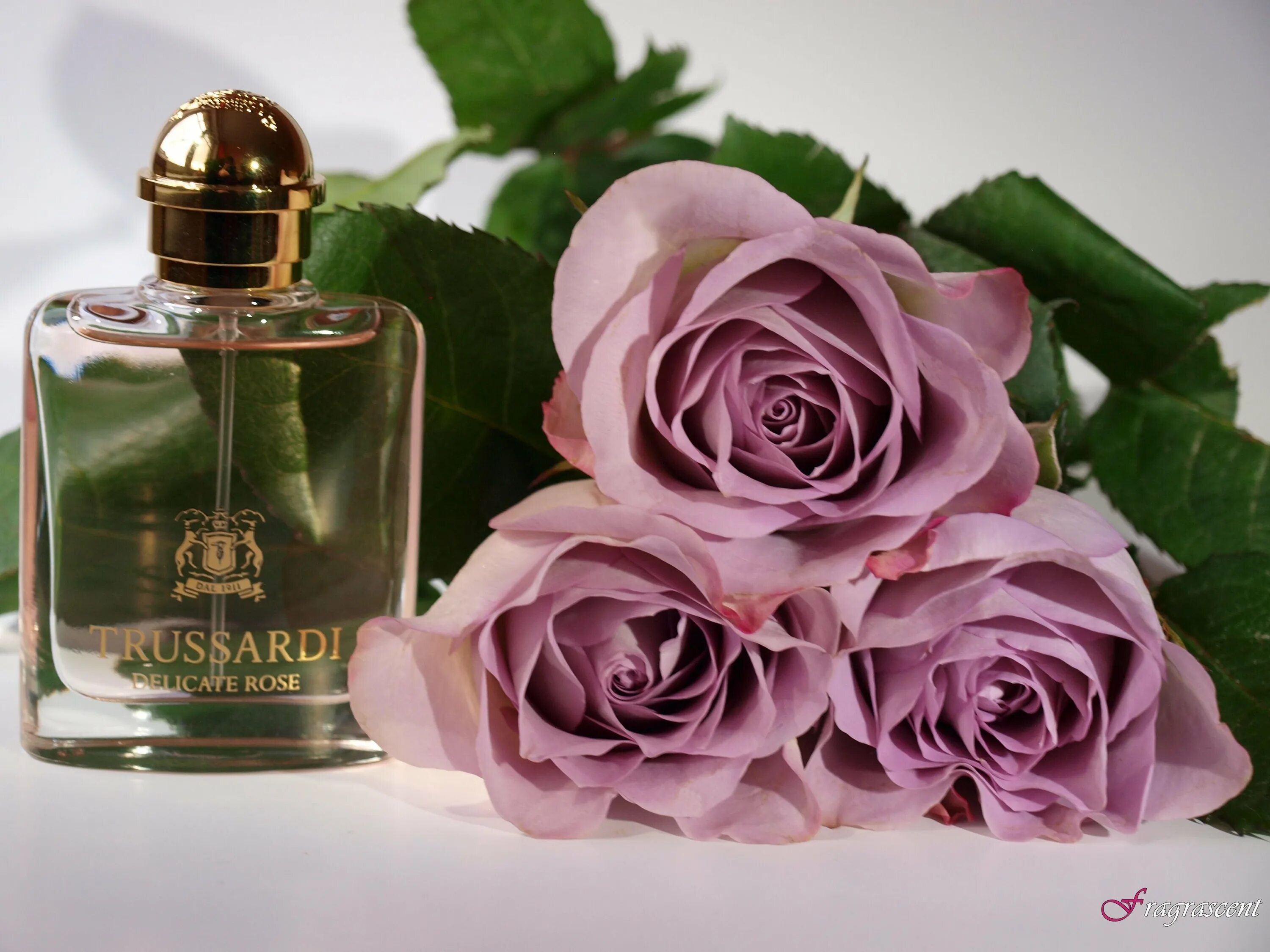 Духи Деликат Роуз. Духи Труссарди Роуз. Trussardi delicate Rose Lady 100ml EDT. Труссарди delicate Rose 50 ml. Духи розочка