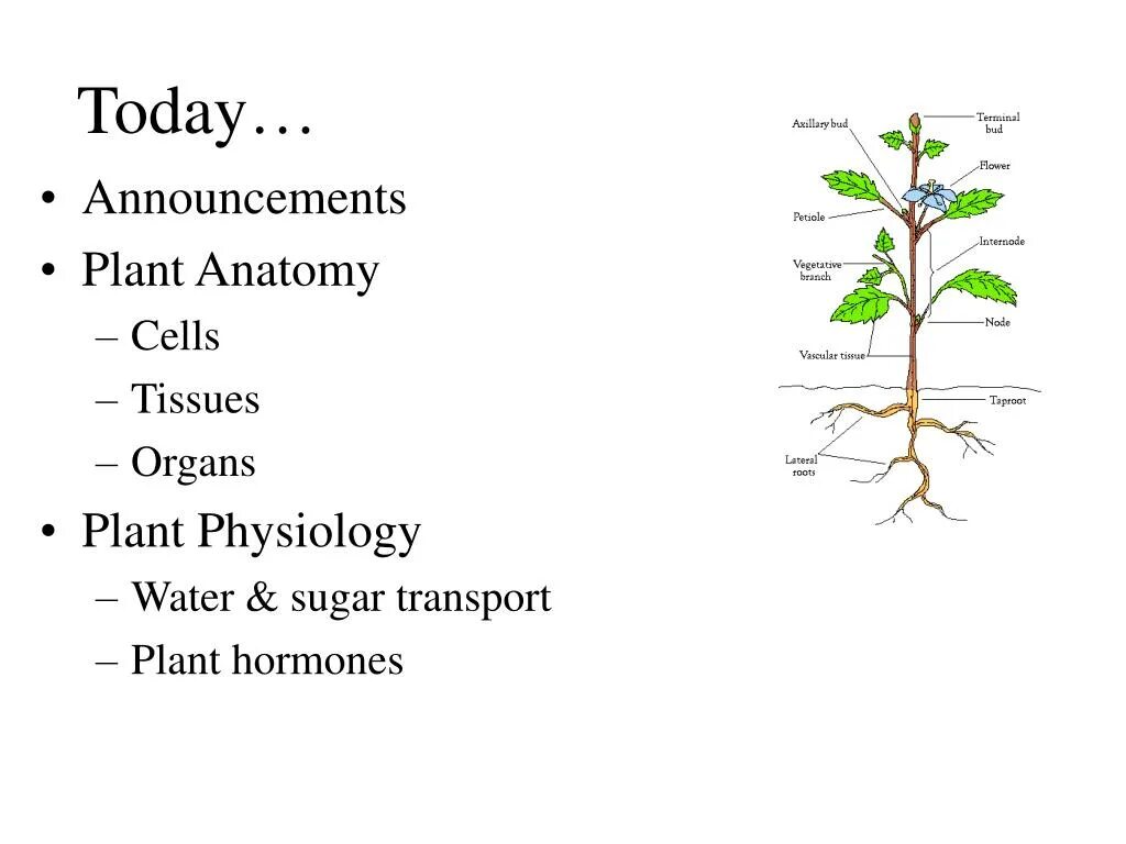 Plant physiology. Физиология растений. Физиология растений как наука. Анатомия и физиология растений.