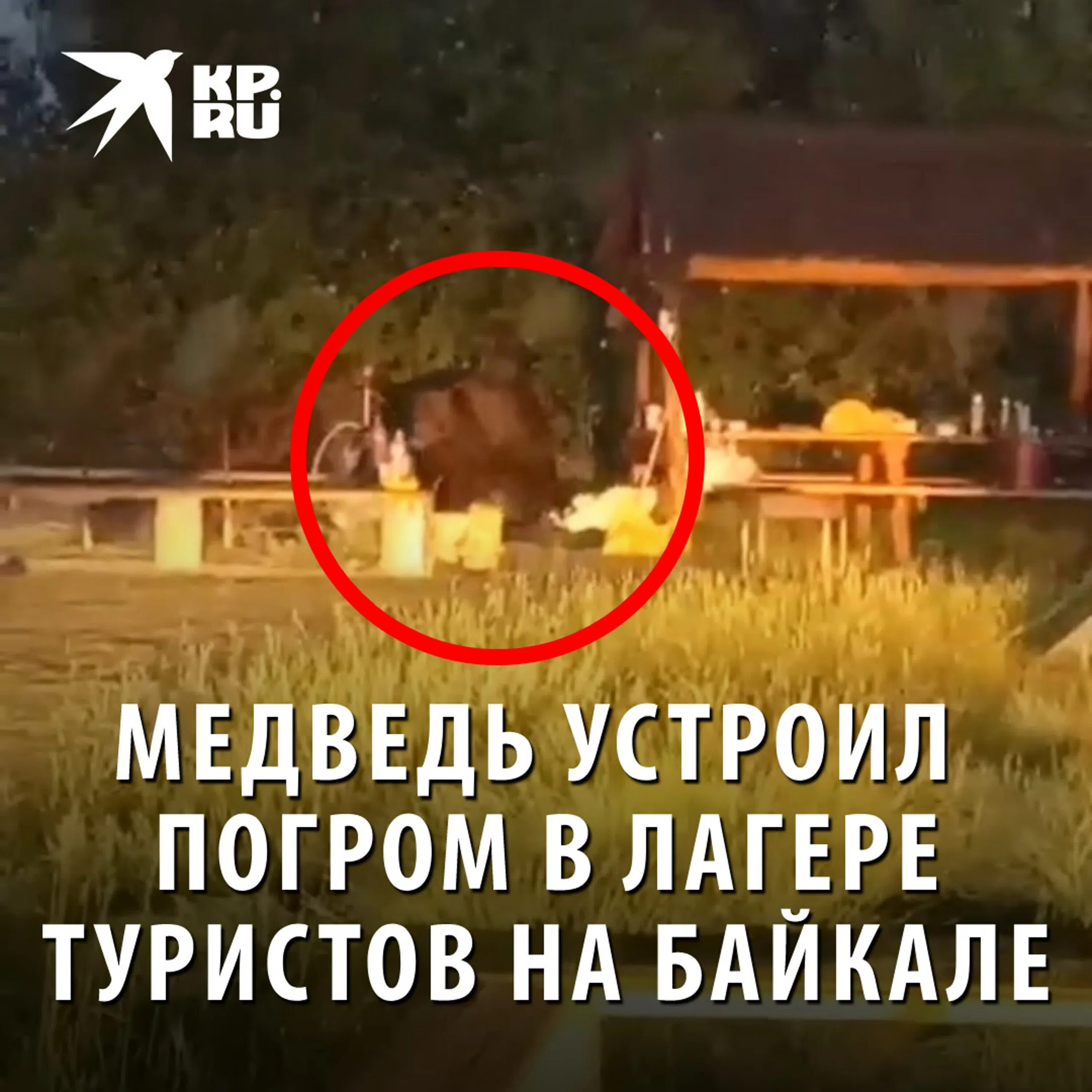 Нападение на лагерь. Медведь напал на лагерь туристов. Медведи на пляже Байкал. Медведь на пляже.