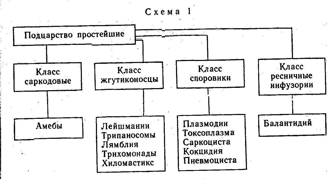 Классификация простейших 7 класс биология таблица. Классификация простейших 7 класс биология. Классификация простейших схема 7 класс. Классификация простейших таблица. 7 групп простейших