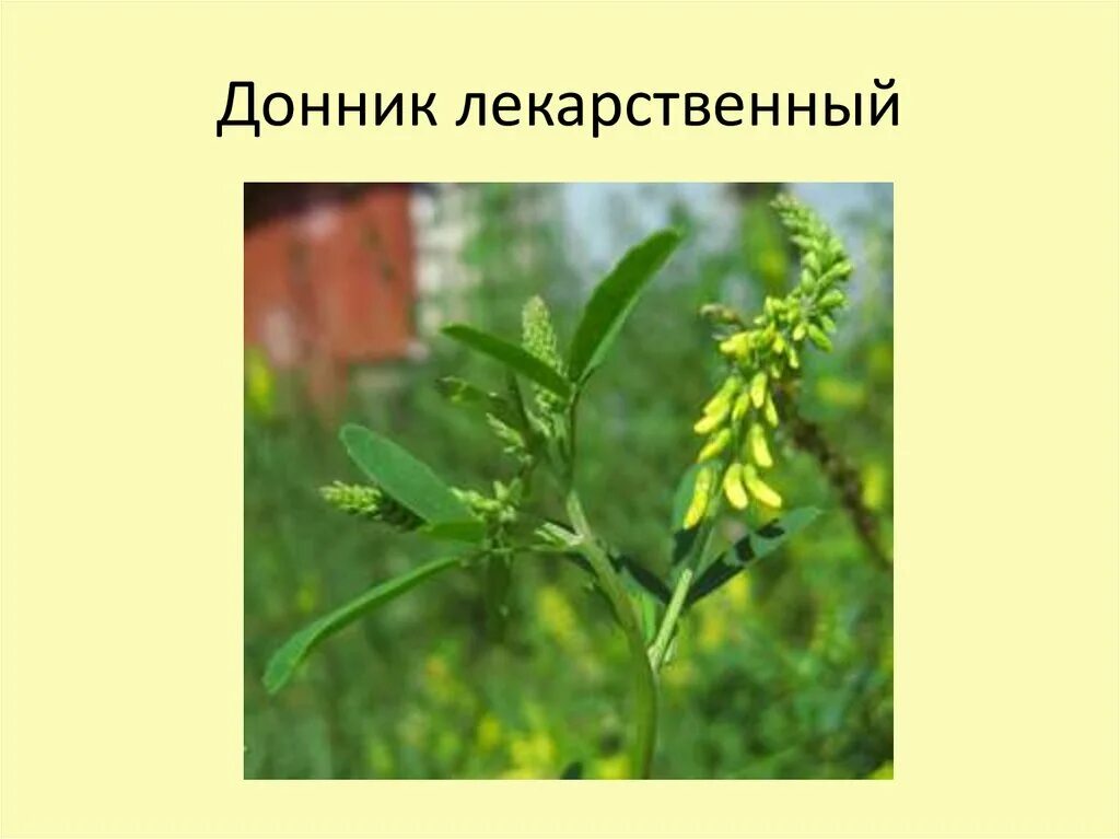 Донник лекарственный применение противопоказания. Донник лекарственный цветок. Донник двухлетний желтый. Донник лекарство лекарственный. Донник лекарственный применение противопоказания.