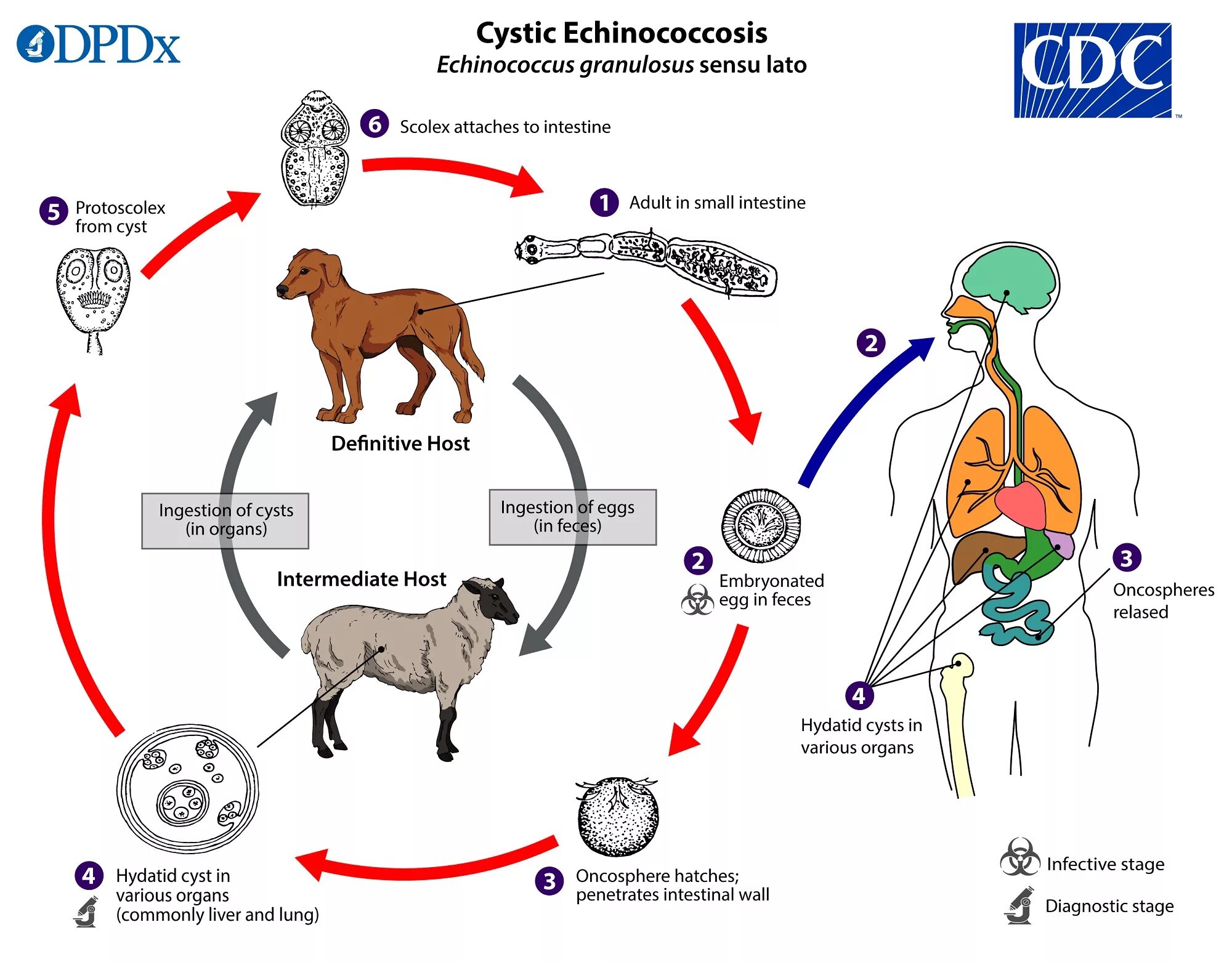 Чем опасен эхинококк для человека. Жизненный цикл эхинококка схема. Эхинококк Echinococcus granulosus жизненный цикл. Жизненный цикл эхинококка CDC. Эхинококкоз цикл развития схема.