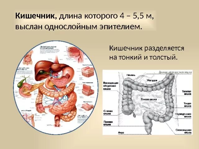 Сколько сантиметров кишка. Длина тонкого кишечника и Толстого кишечника. Диаметр Толстого кишечника. Размеры толстой кишки взрослого.