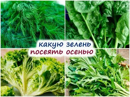 В зелени какое число