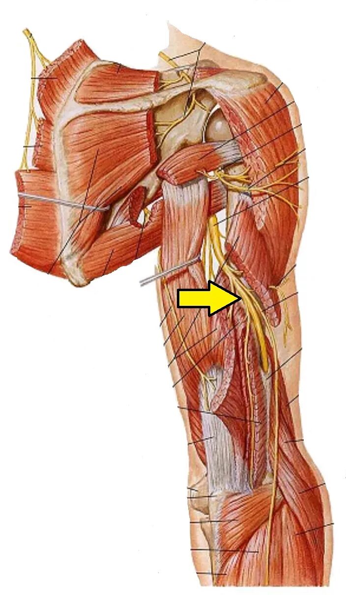 Нервы в мышцах