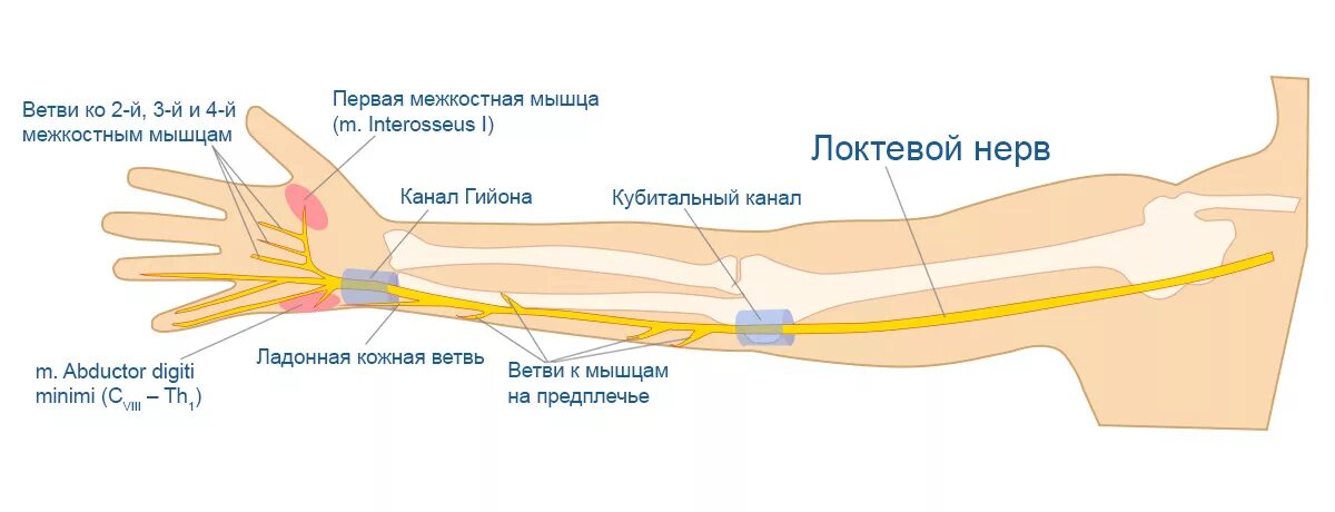 Со внутренней стороны. Локтевой нерв в средней трети предплечья. Локтевой нерв (n. ulnaris) иннервирует. Топография локтевого нерва и иннервация.