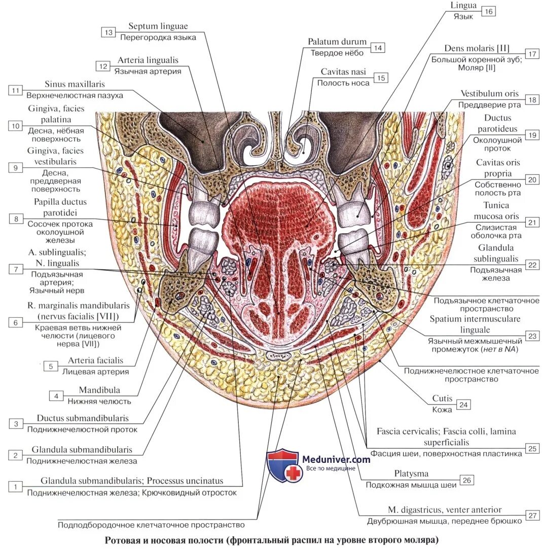Клетчаточное пространство дна полости рта. Топографическая анатомия клетчаточных пространств дна полости рта. Боковые клетчаточные пространства дна полости рта. Дно ротовой полости топографическая анатомия. Слизистый на латинском