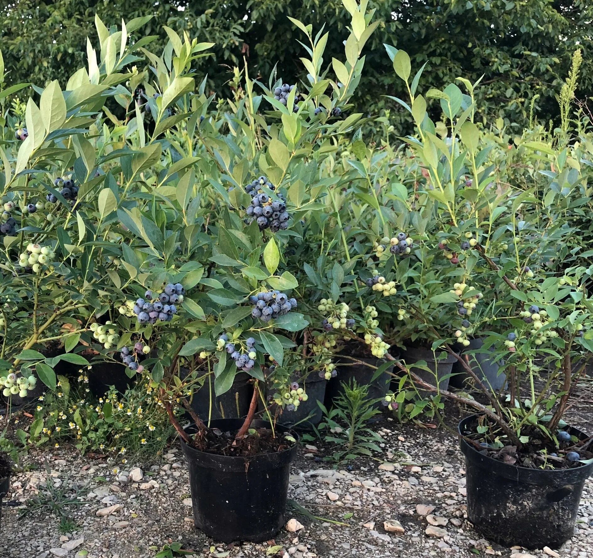 Голубика высокорослая Дюк (Vaccinium corymbosum Duke) - купите саженцы в контейн
