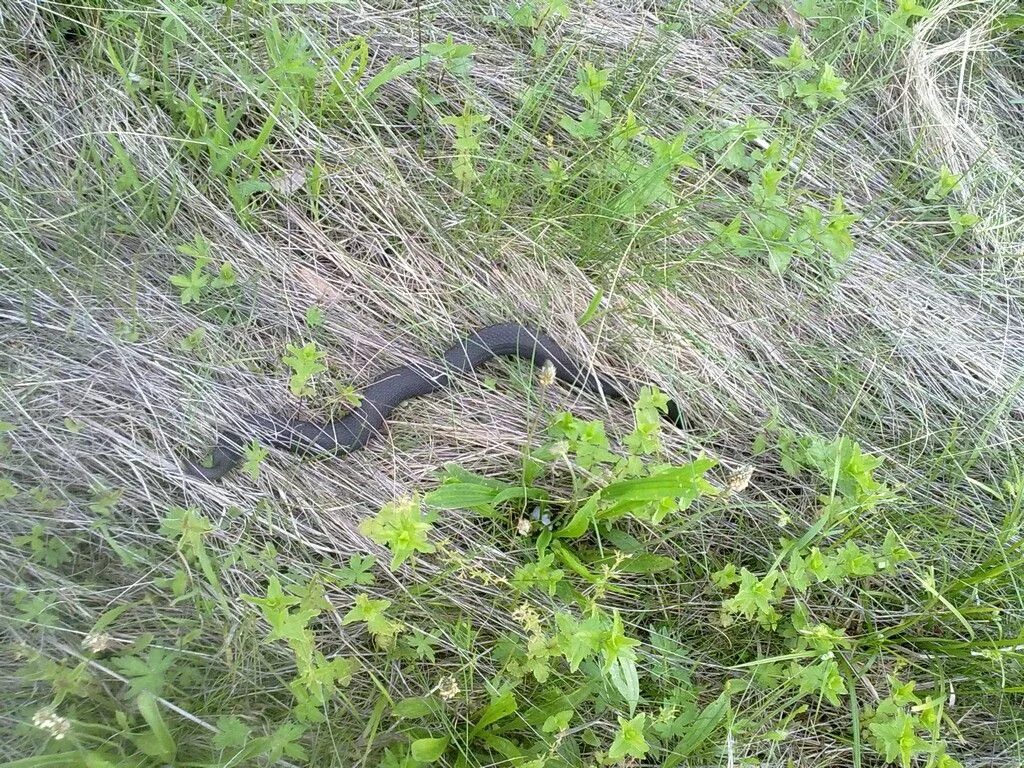 Гадюка Никольского (Vipera nikolskii). Змея в траве. Гадюка в траве. Змеи в поле.