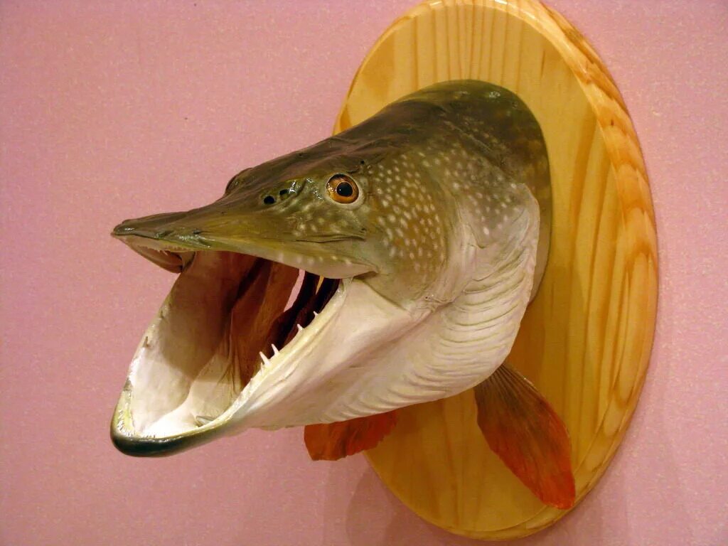 Чучело щуки 9кг. Чучело головы щуки. Чучело из щучьей головы. Чучело из щучьей головы. Щучья голова на стену.