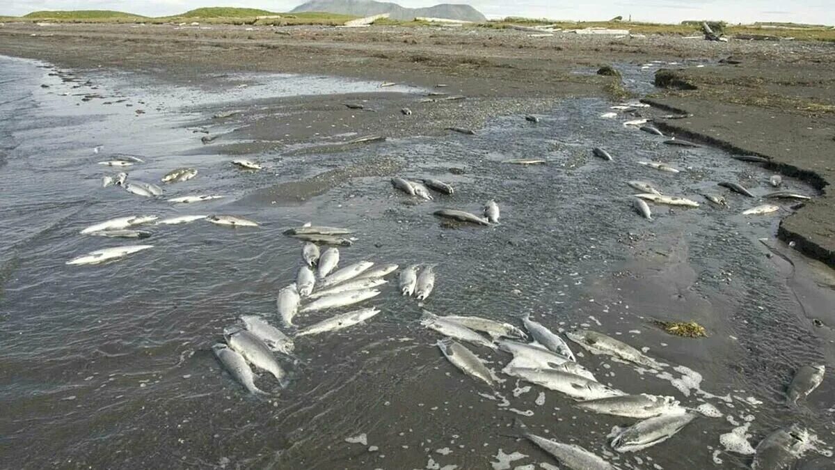 Рыба массового поражения. Загрязненная вода. Гибель рыбы из за загрязнения. Дохлая рыба в Протве.