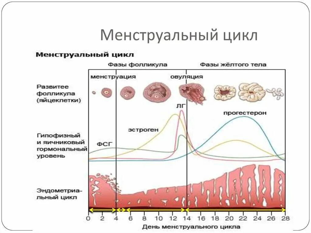 Гормоны после овуляции. Схема нормального менструационного цикла. гормоны по фазам менструационного цикла. менструальный цикл физиология схема. фазы менструального цикла схема.