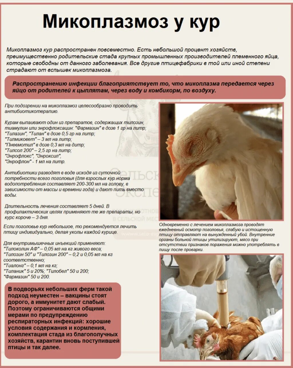 Болезни цыплят симптомы лечение