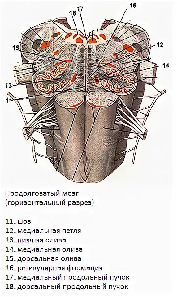 Ядро оливы продолговатого мозга. Вентральная поверхность продолговатого мозга. Продолговатый мозг поперечный разрез схема. Поперечный разрез продолговатого мозга.