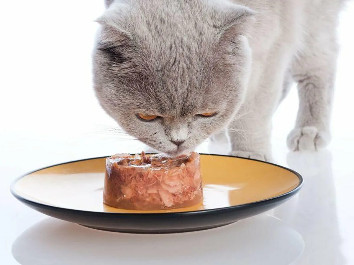 Отказ от еды у кошек. Еда для кошек. Кот кушает. Котик с едой. Еда для котиков.