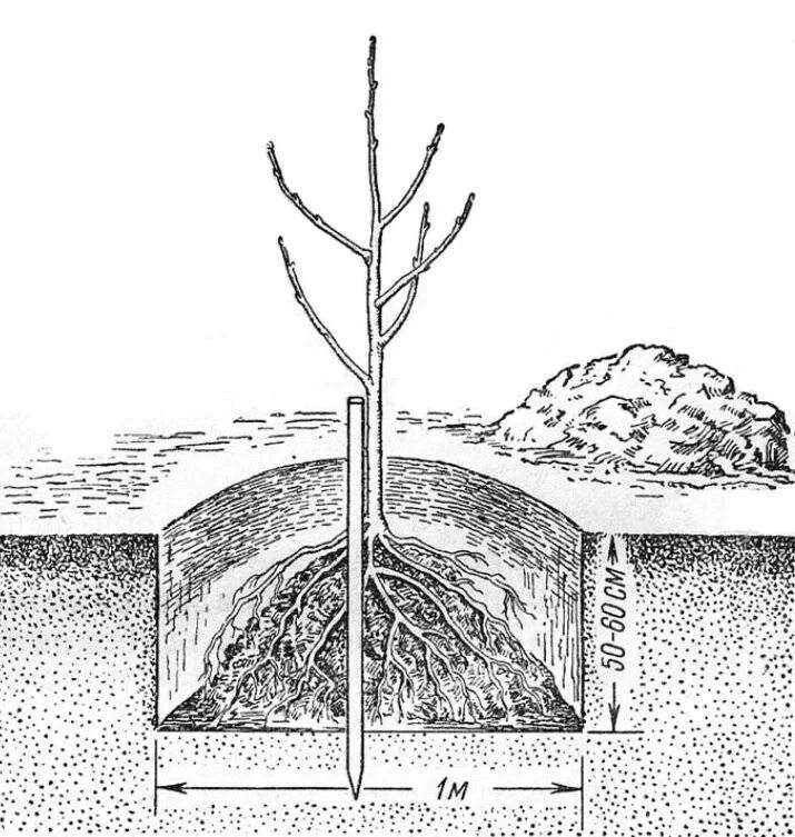 Как правильно посадить плодовое дерево