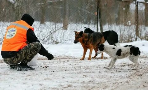 Куда обращаться по отлову