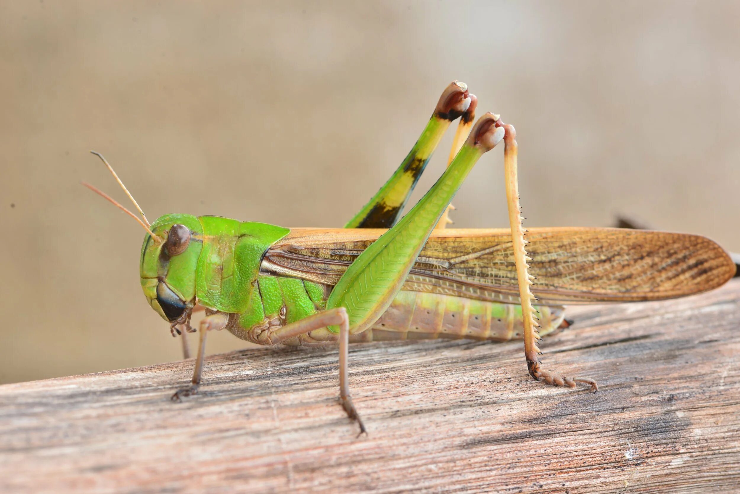 Grasshopper (кузнечик,1946 Locust). Саранча насекомое. Лапки кузнечика. Насекомое похожее на кузнечика. Лапка кузнечика
