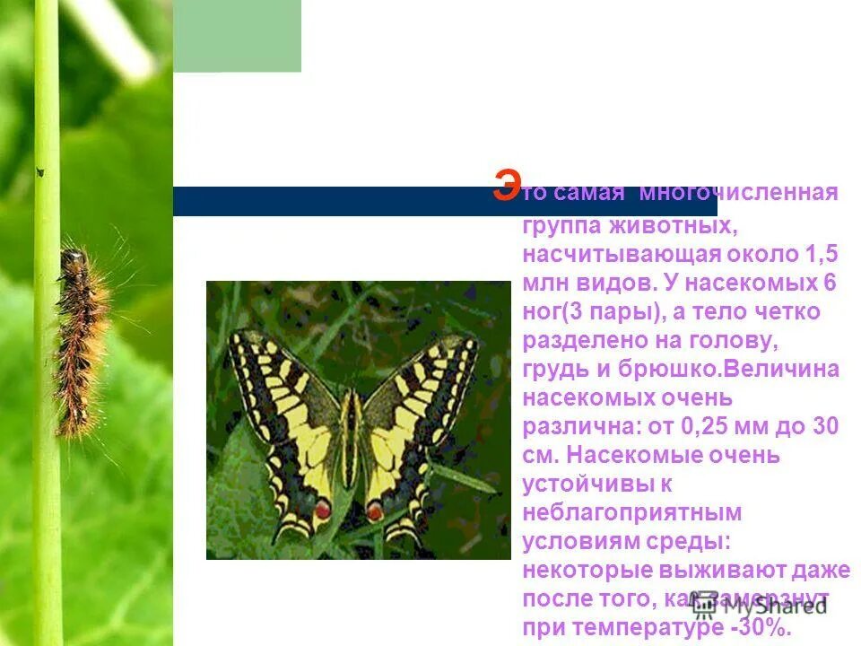 Самая многочисленная группа животных