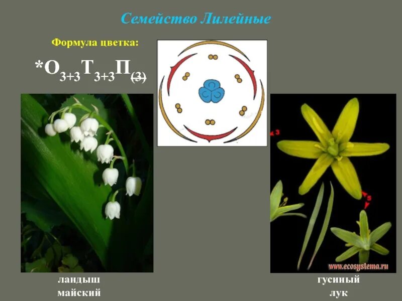 Какая формула цветка лилейных. Формула цветка семейства Лилейные 6 класс биология. Формула цветка семейства Лилейные.