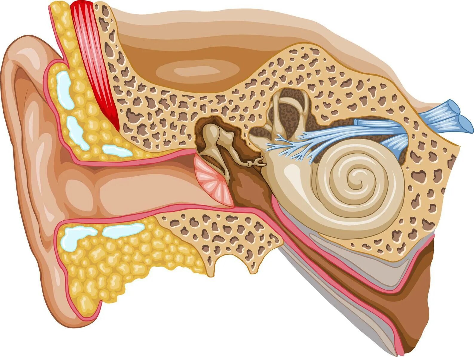 Барабанная перепонка отит. Средний отит барабанная перепонка. Холестеатома барабанной полости. Ухо строение анатомия слуховой нерв.