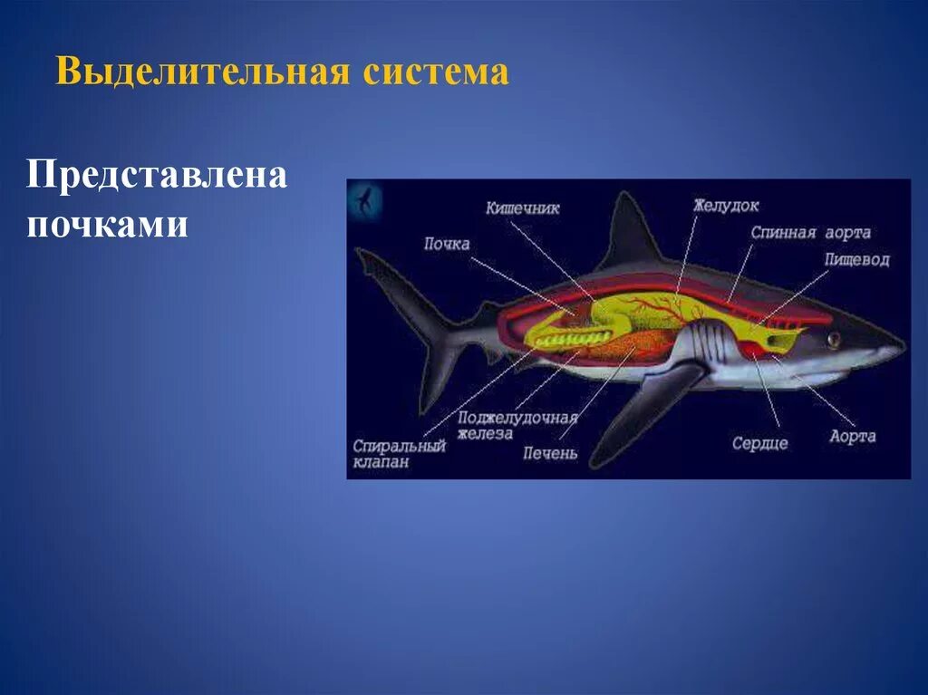 Мозг хрящевых рыб. Выделительная система хрящевых рыб. Выделительная система хрящевых рыб схема. Класс хрящевые рыбы внутреннее строение. Хрящевые рыбы внешнее строение и внутреннее строение.