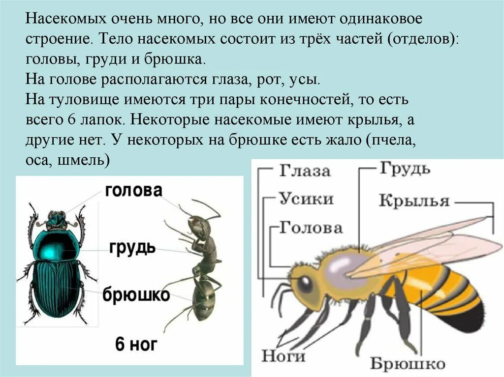 Насекомые имеют 3 отдела