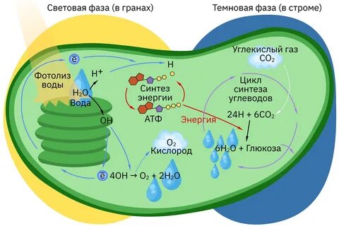 Облако знаний. Фотосинтез и его фазы. Значение фотосинтеза. Биология. 7 класс
