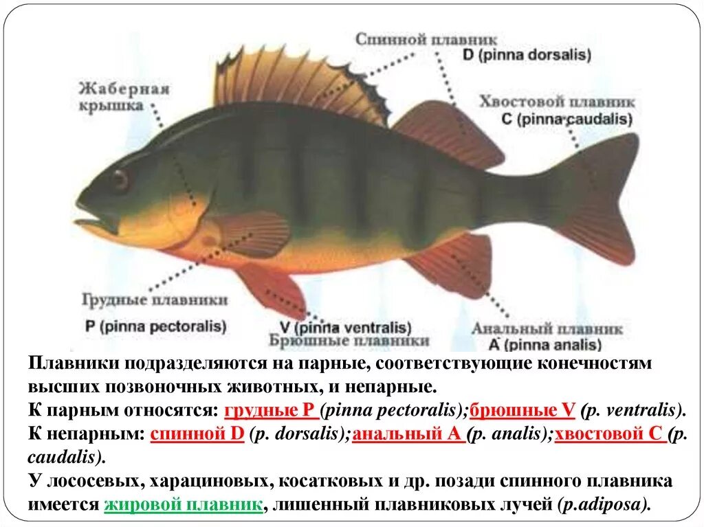 Строение рыбы с названием плавников. Название плавников у рыб. Строение плавников рыб. Расположение плавников у рыб.