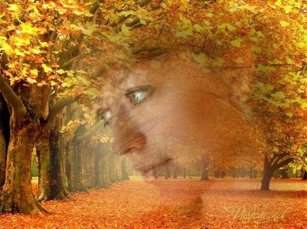 Песня кружит осенний листопад а сердце. Снова осень пришла снова кружит листва. Осенний лист кружится в Вечернем парке. Закружилась листва в полумраке. Листья осенние кружатся в ветре гифки.